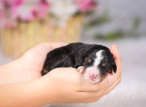   tri-colored female standard bernedoodle near Chicago Illinois