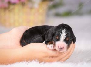   tri-colored Male standard bernedoodle near Chicago Illinois