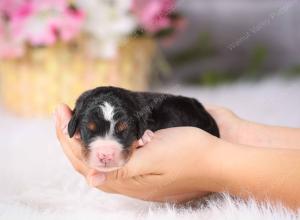   tri-colored Male standard bernedoodle near Chicago Illinois