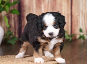 tri-colored mini bernedoodle near Chicago 