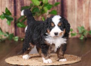 tri-colored mini bernedoodle near Chicago 