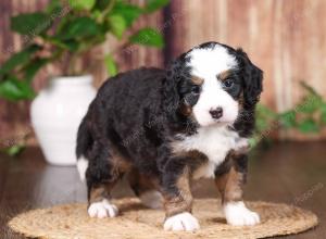 tri-colored mini bernedoodle near Chicago 