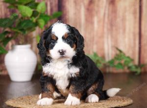 tri-colored mini bernedoodle near Chicago 