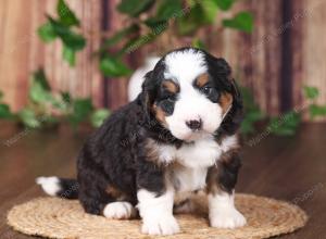 tri-colored mini bernedoodle near Chicago 