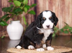 tri-colored mini bernedoodle near Chicago 