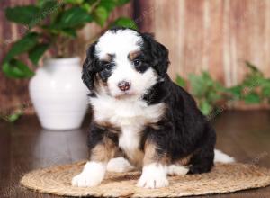 tri-colored mini bernedoodle near Chicago 