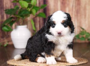 tri-colored mini bernedoodle near Chicago 