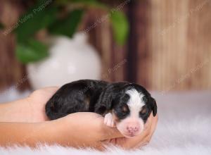 tri-colored mini bernedoodle near Chicago 