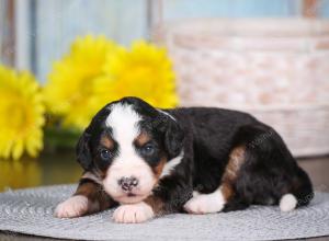tri-colored mini bernedoodle near Chicago 