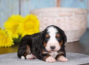 tri-colored mini bernedoodle near Chicago 