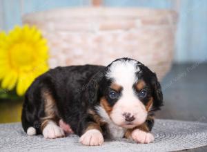 tri-colored mini bernedoodle near Chicago 