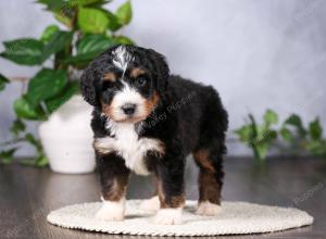   tri-colored standard bernedoodle near Chicago Illinois