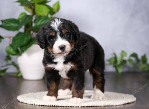   tri-colored standard bernedoodle near Chicago Illinois