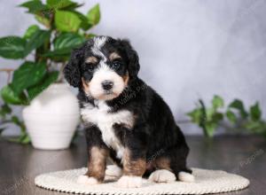   tri-colored standard bernedoodle near Chicago Illinois