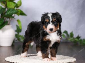   tri-colored standard bernedoodle near Chicago Illinois