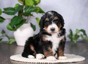   tri-colored female standard bernedoodle near Chicago Illinois