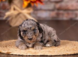 tri-colored mini bernedoodle near Chicago 