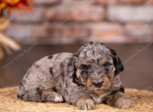 tri-colored mini bernedoodle near Chicago 