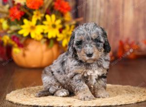 tri-colored mini bernedoodle near Chicago 