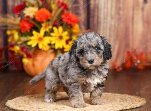 tri-colored mini bernedoodle near Chicago 