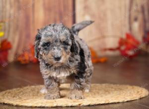 tri-colored mini bernedoodle near Chicago 