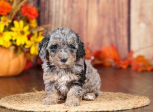 tri-colored mini bernedoodle near Chicago 