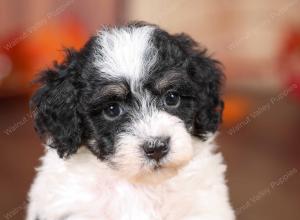 tri-colored mini bernedoodle near Chicago 