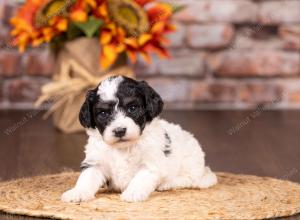 tri-colored mini bernedoodle near Chicago 