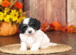 tri-colored mini bernedoodle near Chicago 