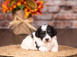 tri-colored mini bernedoodle near Chicago 