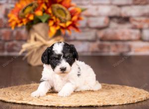 tri-colored mini bernedoodle near Chicago 