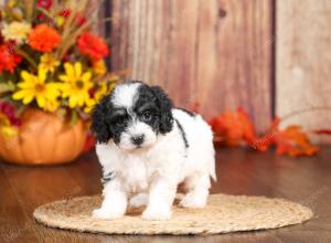 tri-colored mini bernedoodle near Chicago 