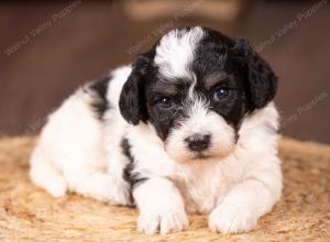 tri-colored mini bernedoodle near Chicago 