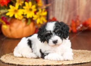 tri-colored mini bernedoodle near Chicago 