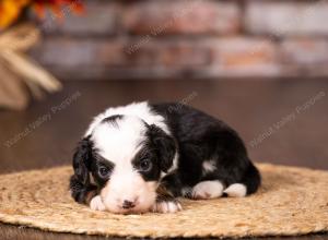 tri-colored mini bernedoodle near Chicago 