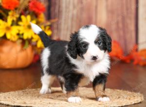 tri-colored mini bernedoodle near Chicago 