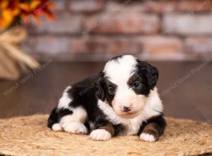 tri-colored mini bernedoodle near Chicago 