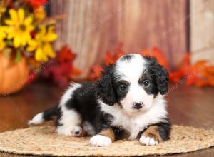 tri-colored mini bernedoodle near Chicago 