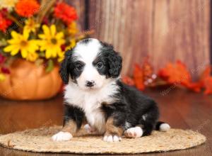 tri-colored mini bernedoodle near Chicago 