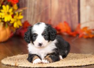 tri-colored mini bernedoodle near Chicago 