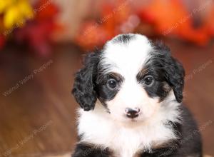 tri-colored mini bernedoodle near Chicago 