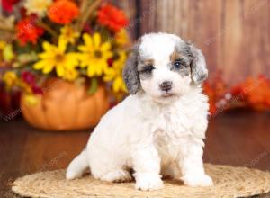 tri-colored mini bernedoodle near Chicago 