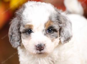 tri-colored mini bernedoodle near Chicago 