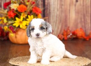 tri-colored mini bernedoodle near Chicago 