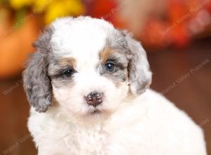 tri-colored mini bernedoodle near Chicago 