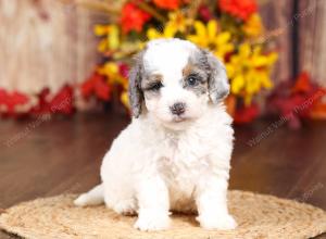 tri-colored mini bernedoodle near Chicago 