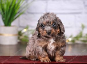 tri-colored mini bernedoodle near Chicago 