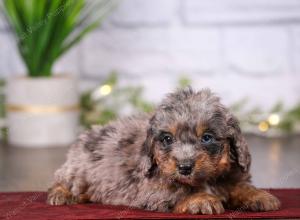 tri-colored mini bernedoodle near Chicago 