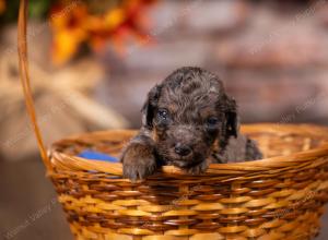 tri-colored mini bernedoodle near Chicago 