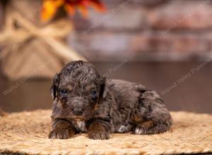 tri-colored mini bernedoodle near Chicago 